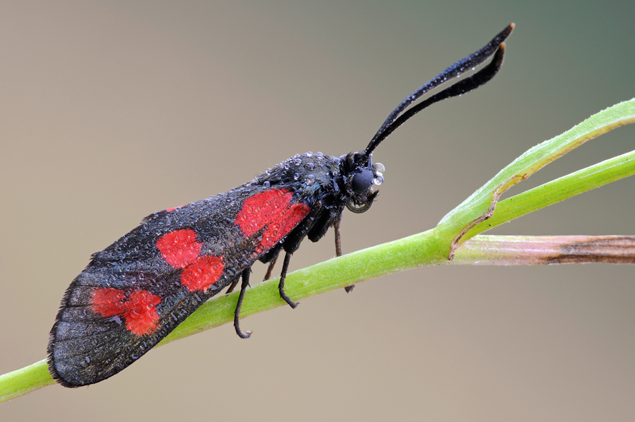 Il dubbio della Zygaena...