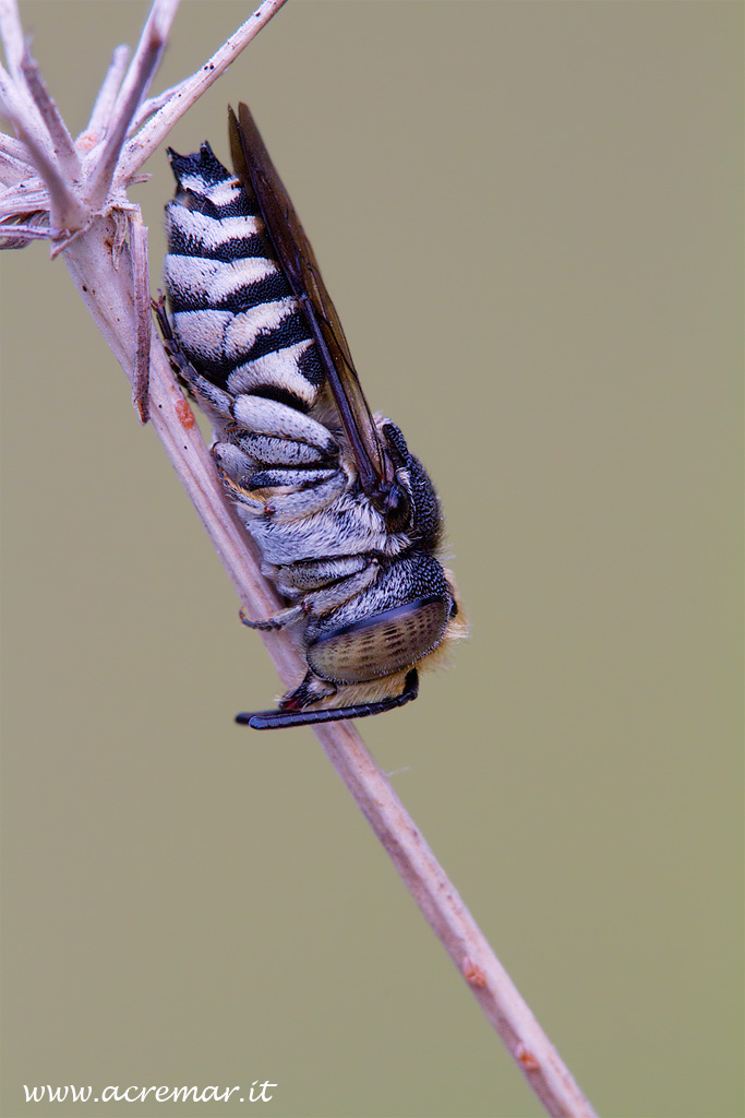 Coelioxys sp.