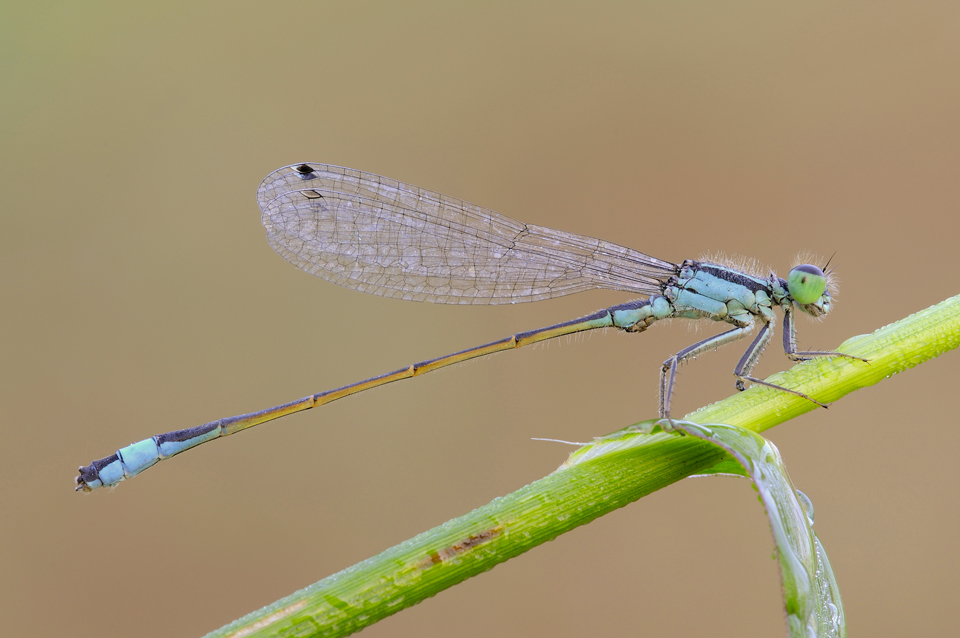 Ischnura elegans