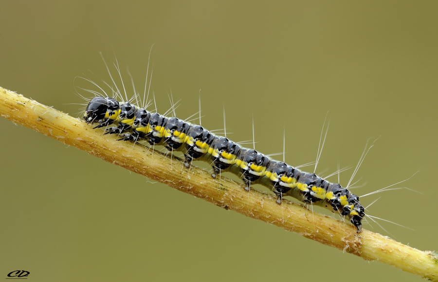 Uresiphita gilvata, Crambidae