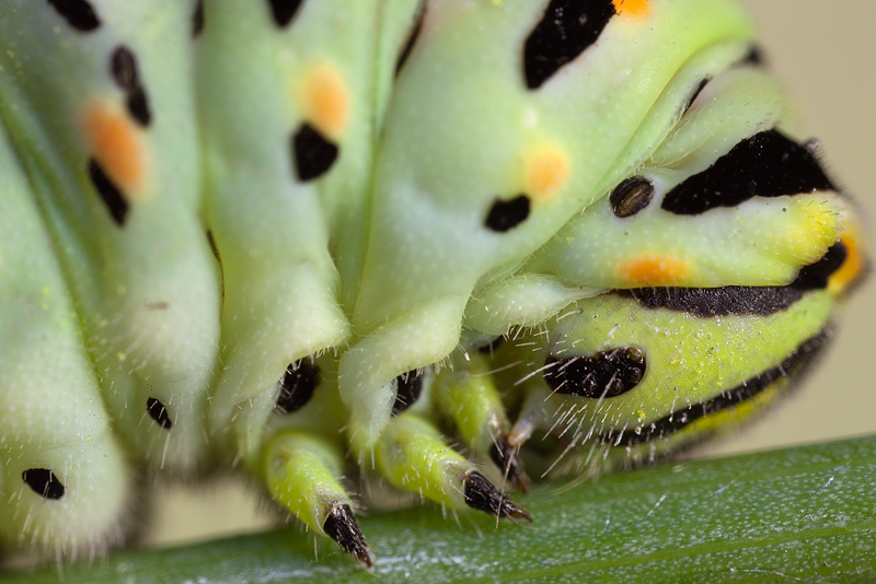 ...particolare di macaone...