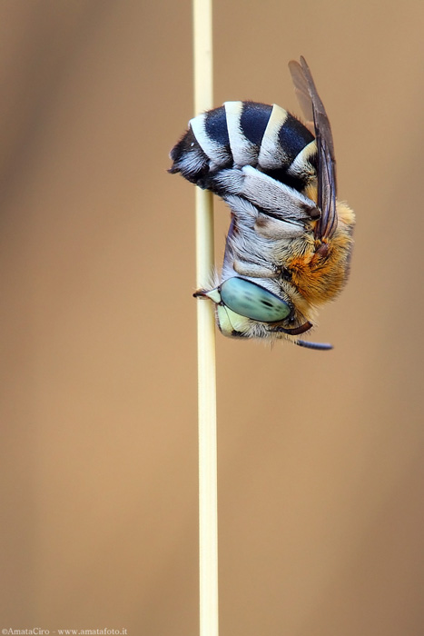 Amegilla quadrifasciata (Villers, 1789)
