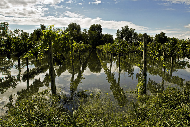 La Vigna dopo la Tempesta