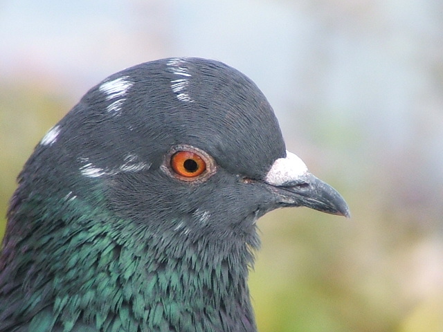 Ho appena finito di imbiancare il nido