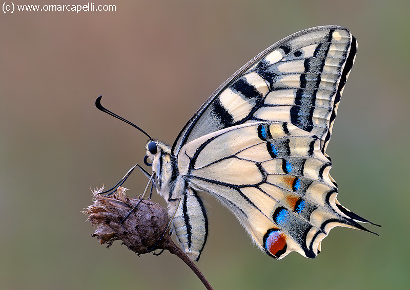 Sua maest�... il macaone