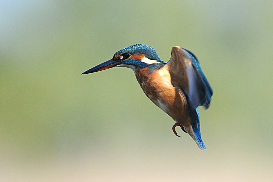 " lo spirito santo"...