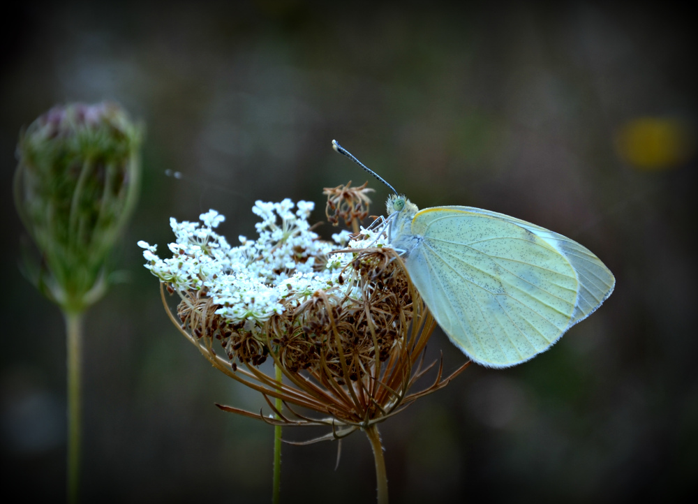 Continuando le prove