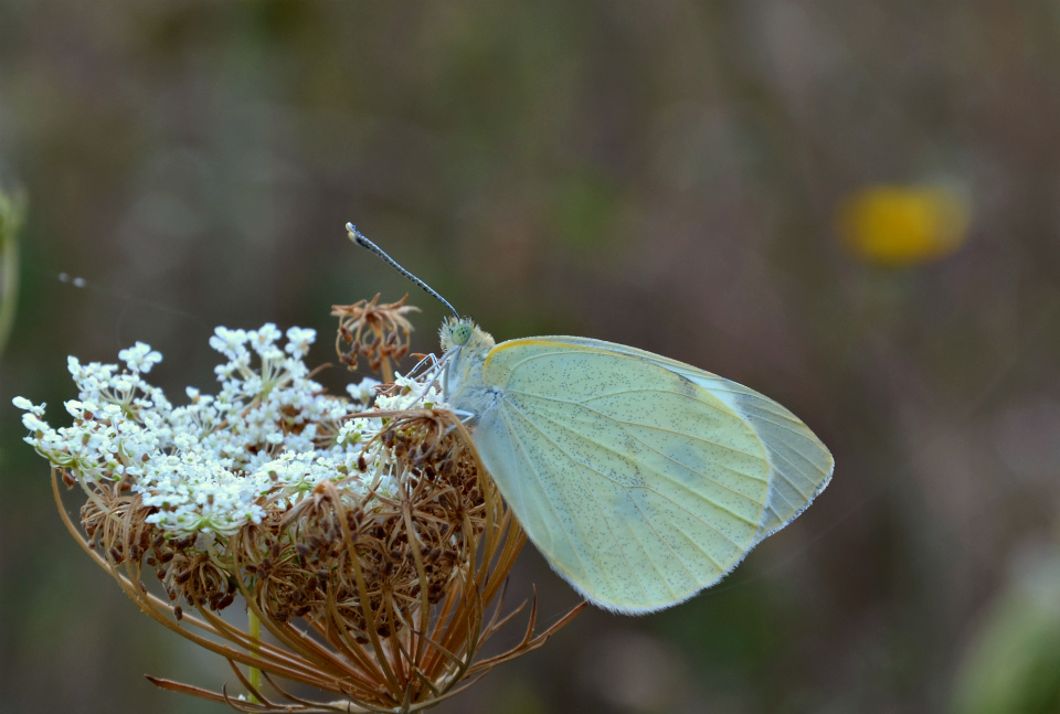 Continuando le prove
