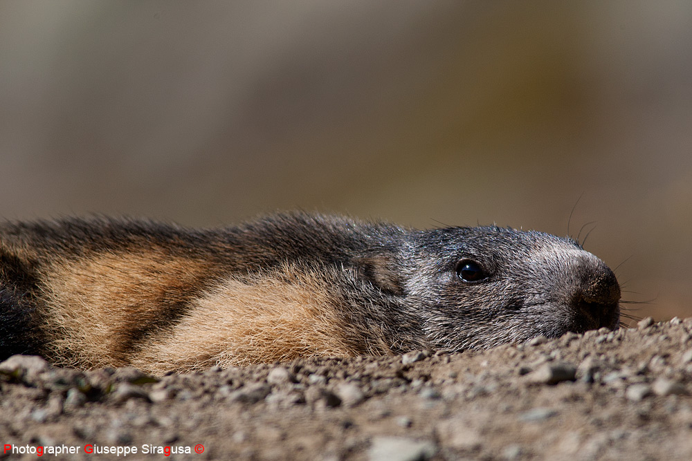 Marmotta