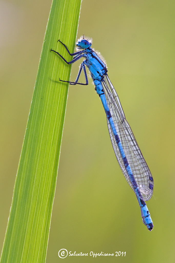 Enallagma cyathigerum