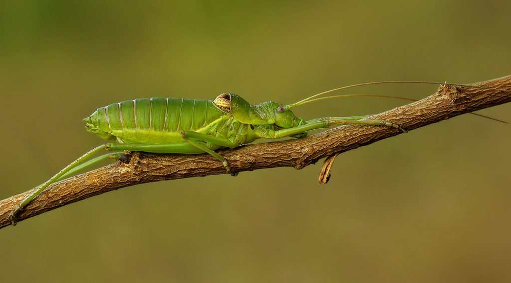 Cavalletta super...! (id sconosciuto)