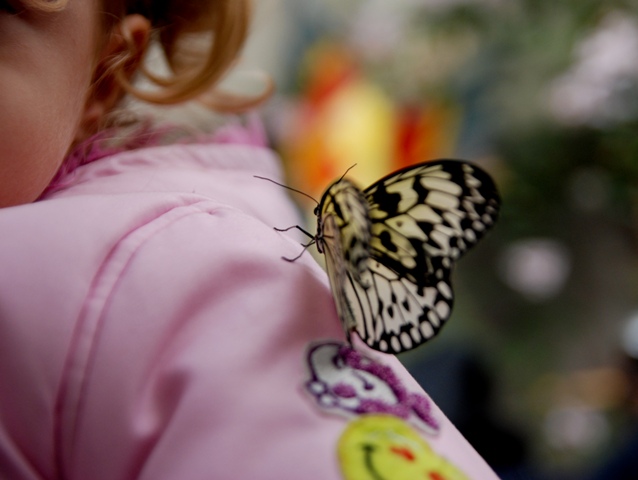 la bimba e la farfalla