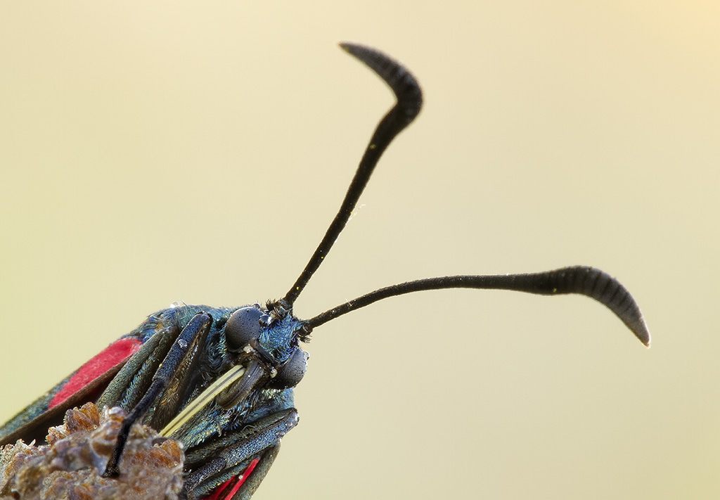 Ritratto di    zigaene filipendulae