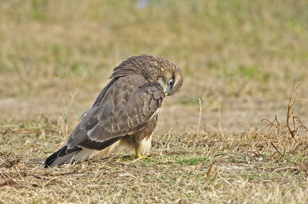 Poiana (buteo buteo)