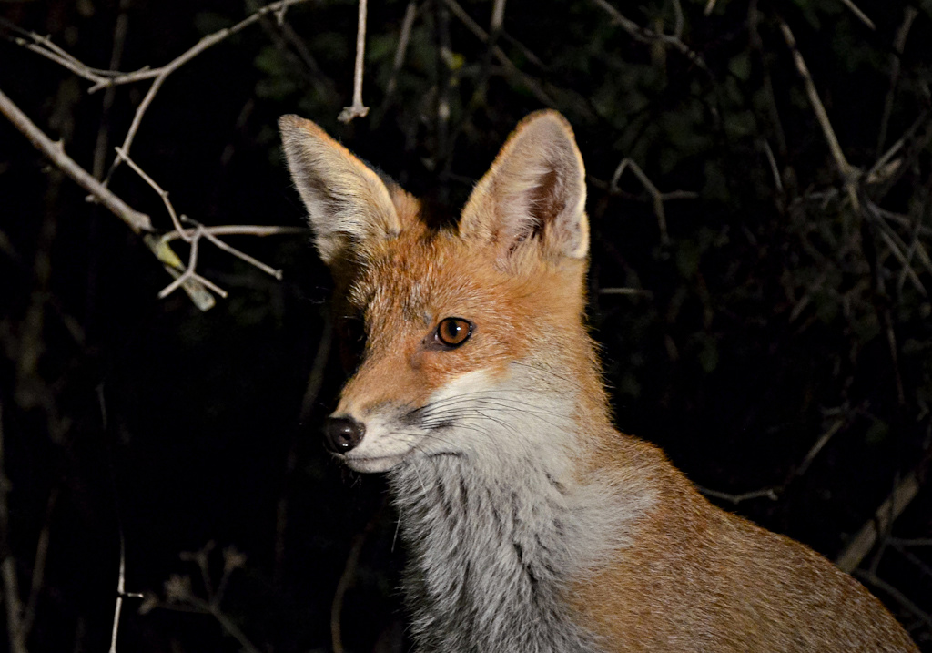 Quando il Lupo non c'�... le Volpi Ballano!!!