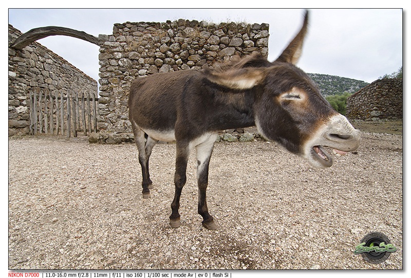 No! il flash non lo sopporto