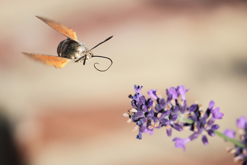 rifornimento in volo