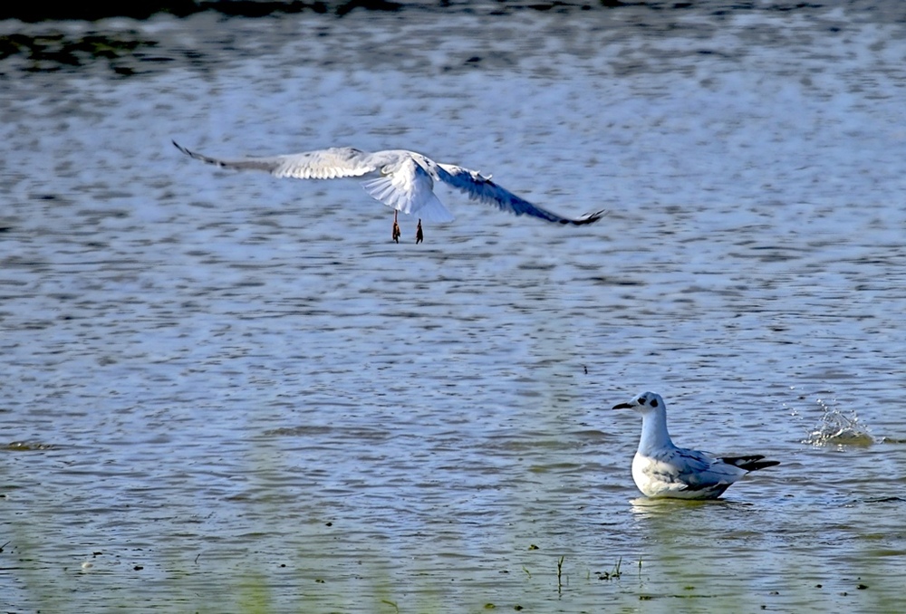 togliti che mi fai ombra
