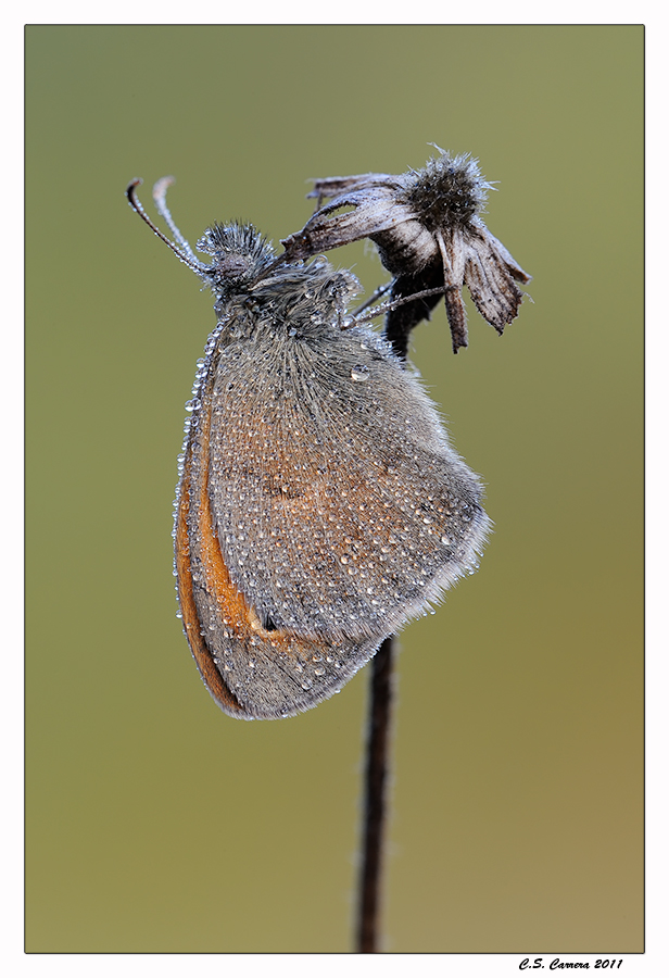 Coenonympha pamphilus