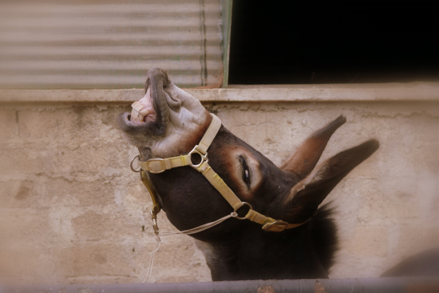 Bella risata................