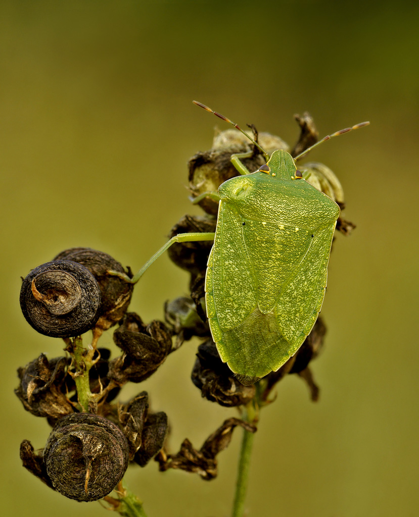 Nezara virdula (adulta )  ed un saluto.....