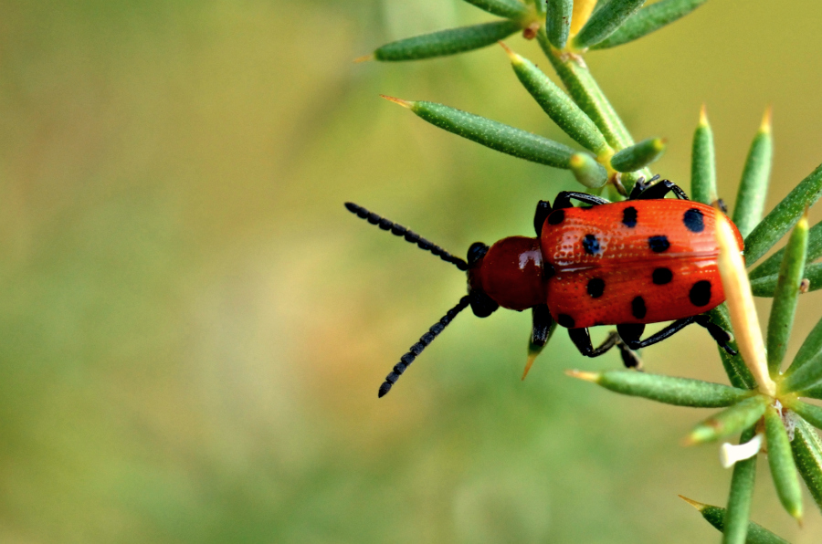 MAF? quasi sta volta (prove macro)
