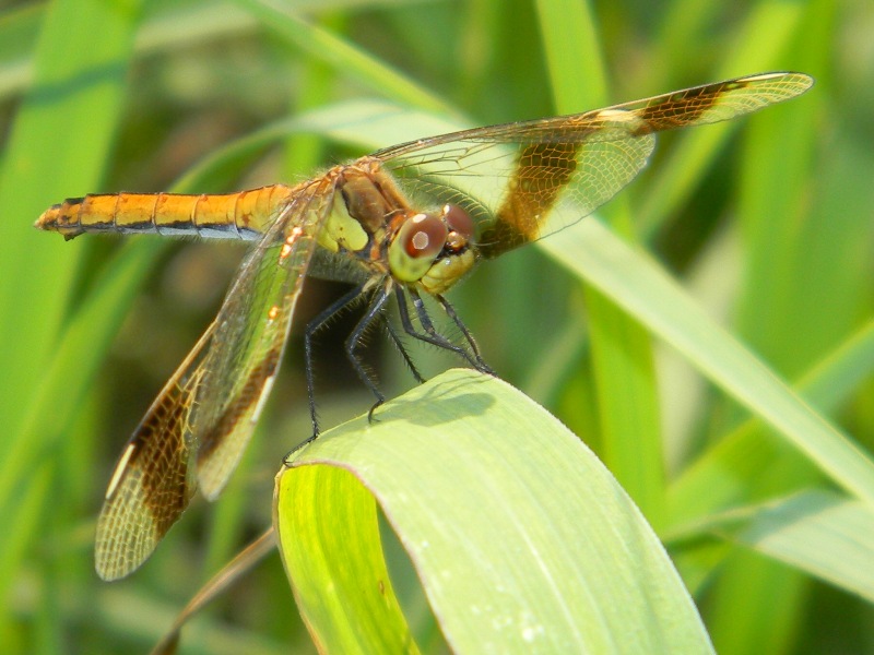 libellula verde