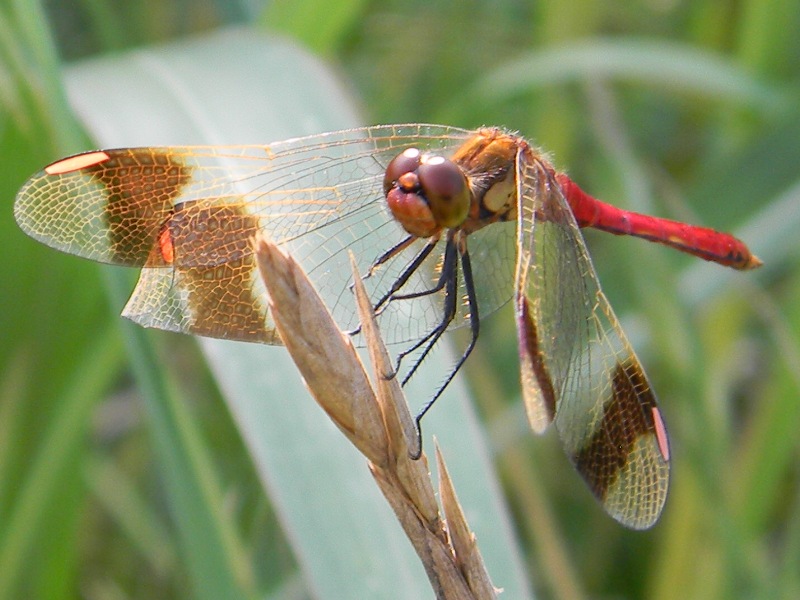 libellula rossa