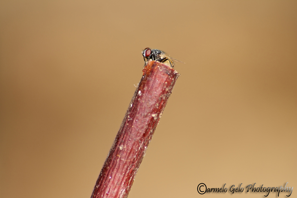 Guardando il mondo da un rametto