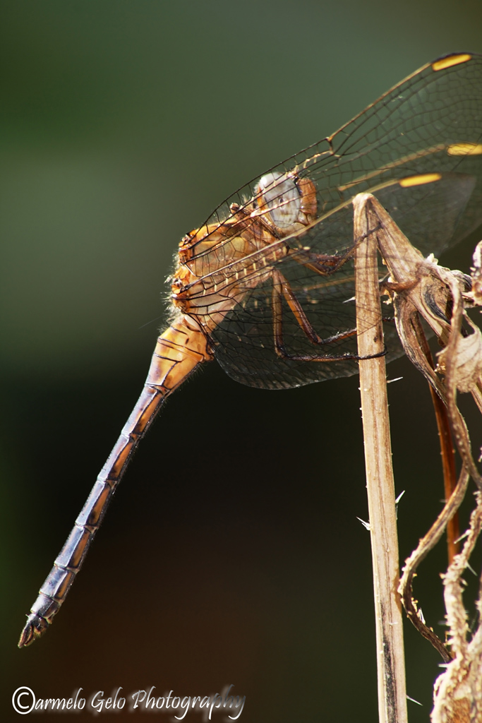libellula