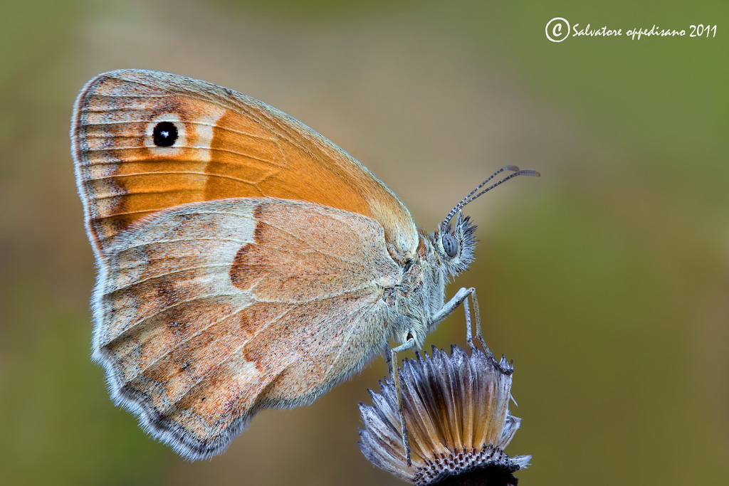 Coenympha pamphilius