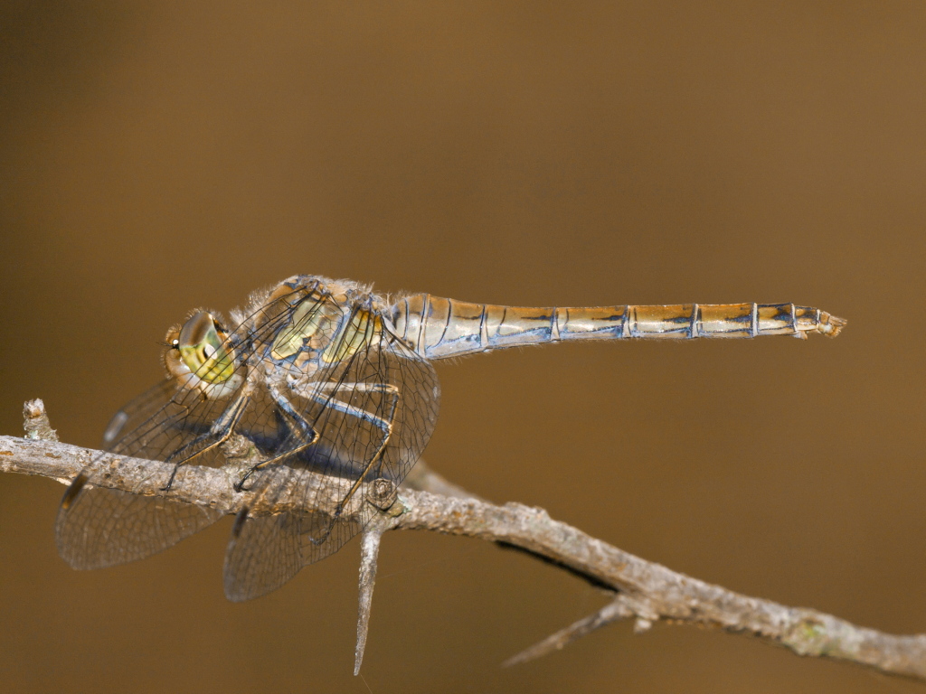 Libellula