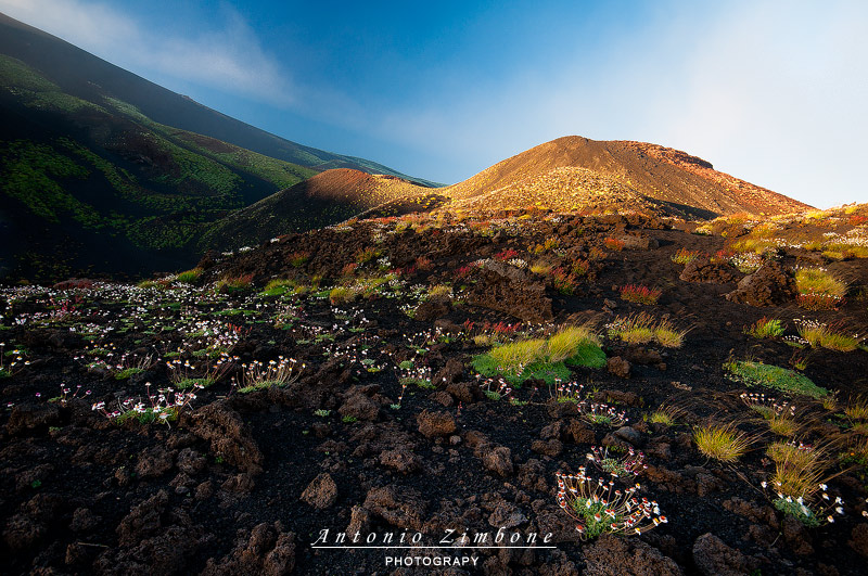 Il giardino di Efesto