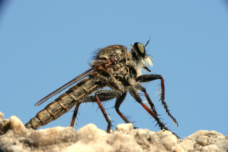 pronto per svolazzare.............