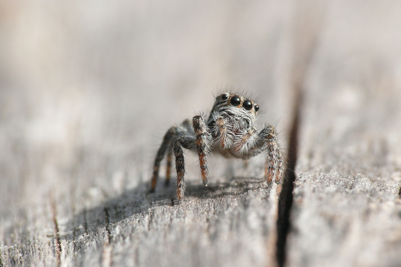 (si sar� chiesto) e tu chi sei?.............