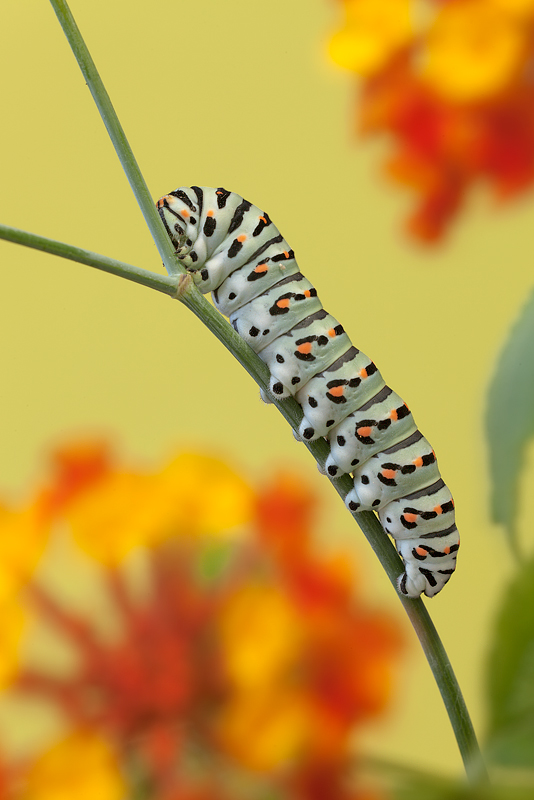 ...immerso nei colori...