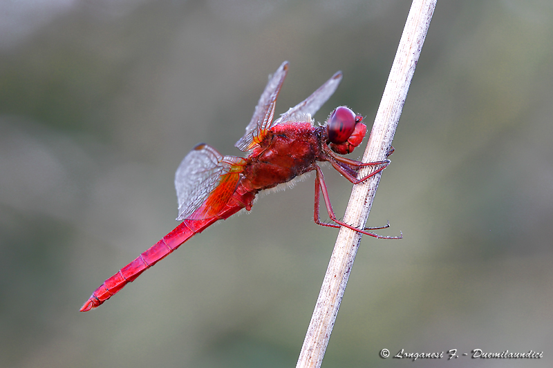 Crocothemis erythraea (anziana)