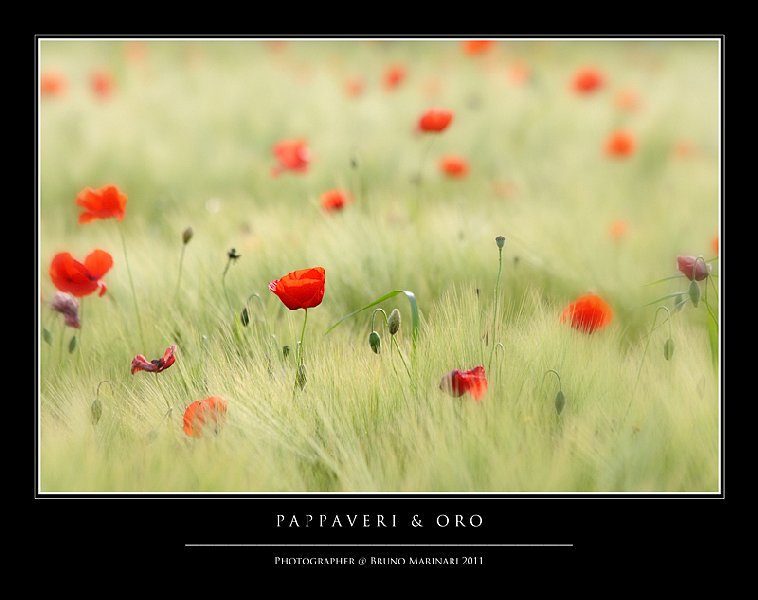 Pappaveri e Oro