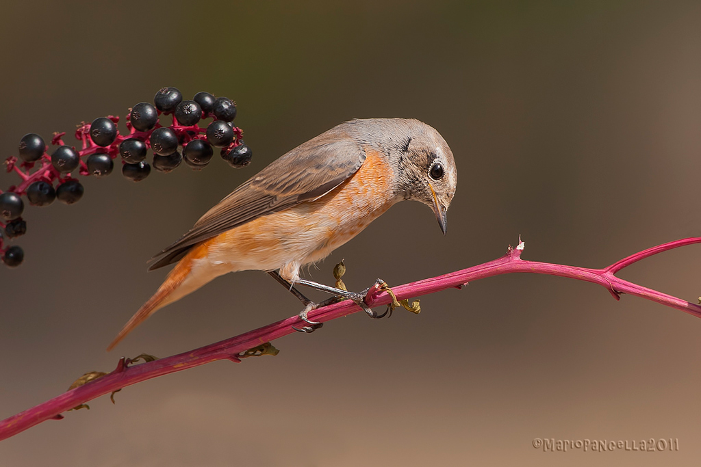 Codirosso Juv(Phoenicurus phoenicurus)