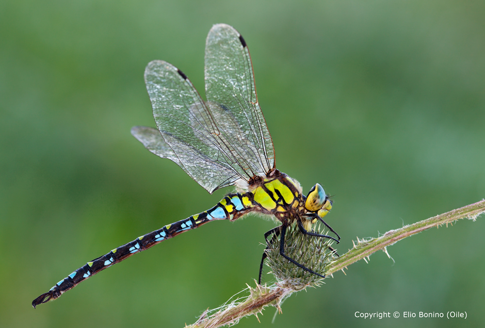 aeshna cyanea - maschio