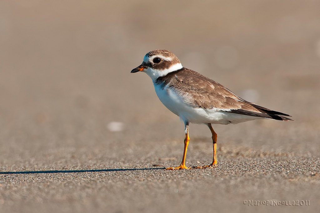 Corriere grosso(Charadrius hiaticula )