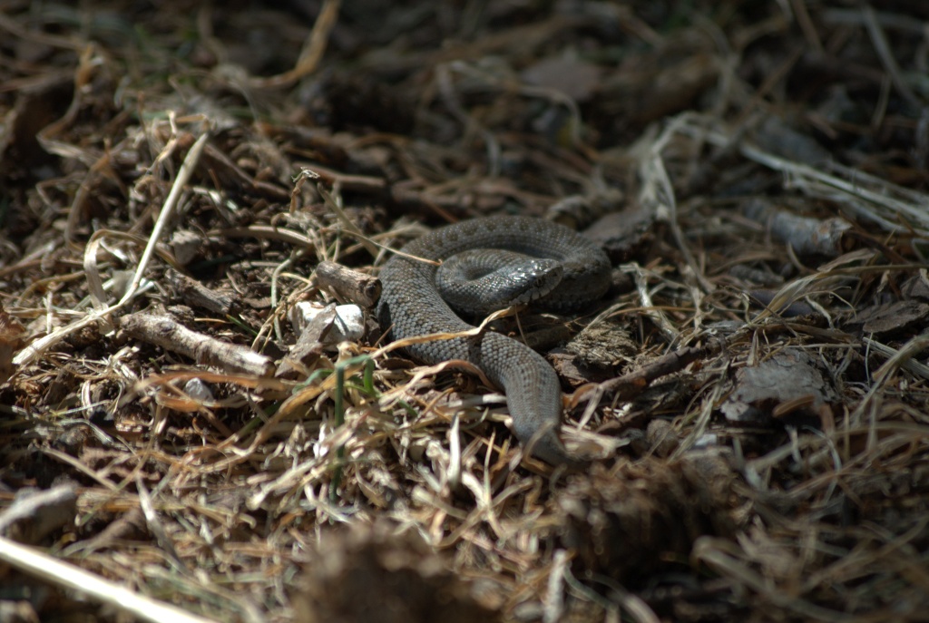 Viperella del Gran Sasso