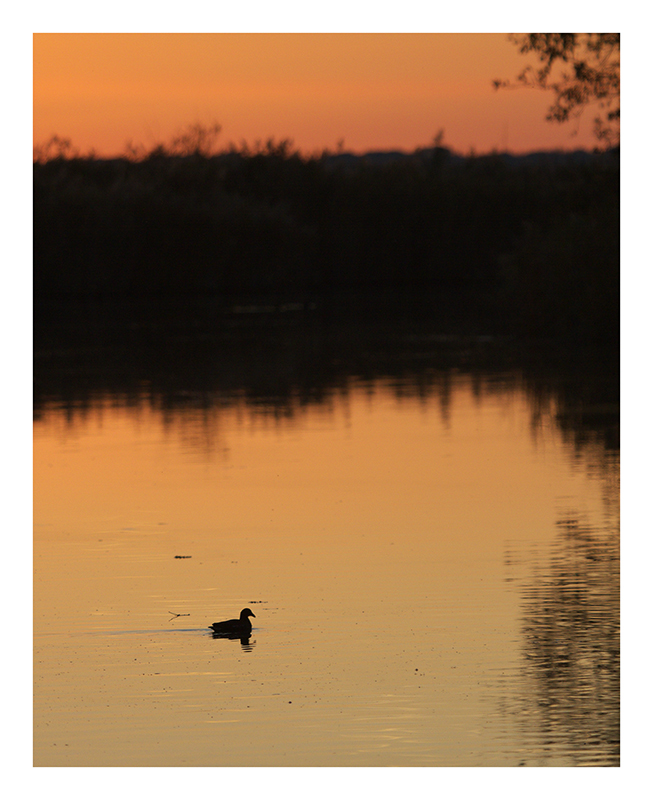 l'ora che volge il disio