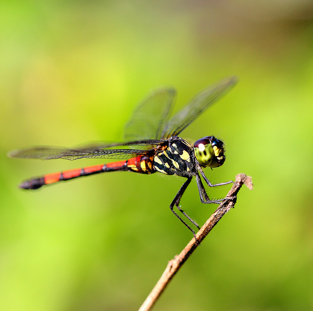 Dragonfly