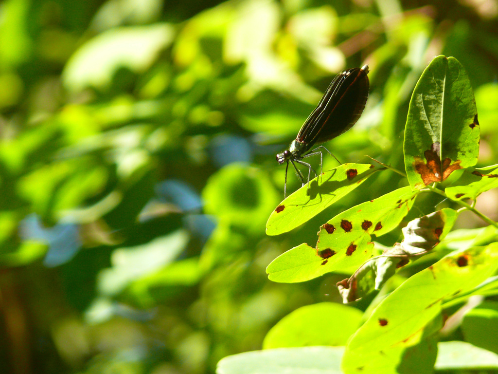 Pronti...Partenza...Via!!