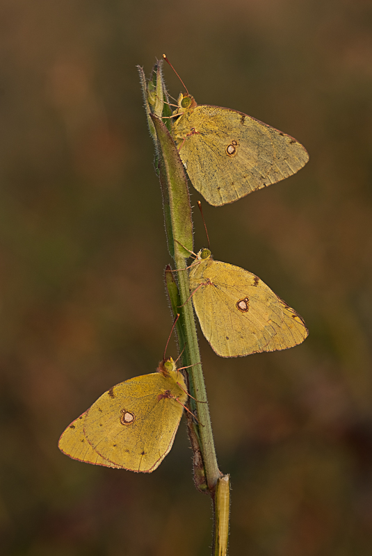 foliage autunnale