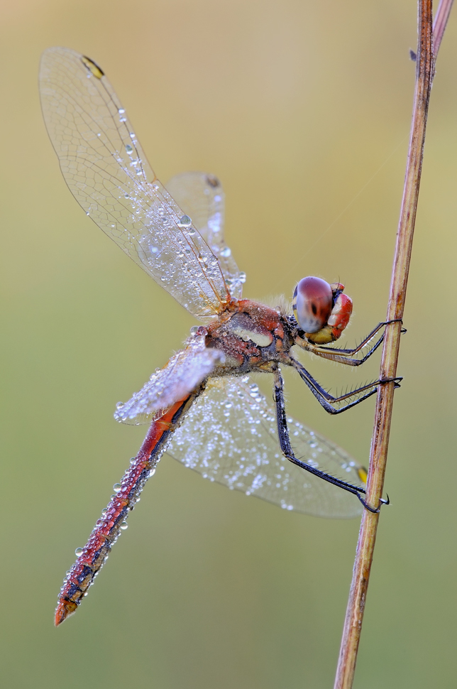 Sympetrum fonscolombii - maschio