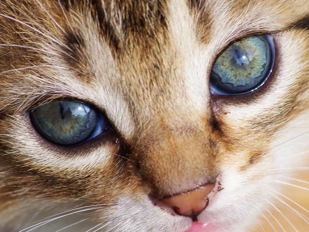 Occhi di gatto (con fotografo incorporato)