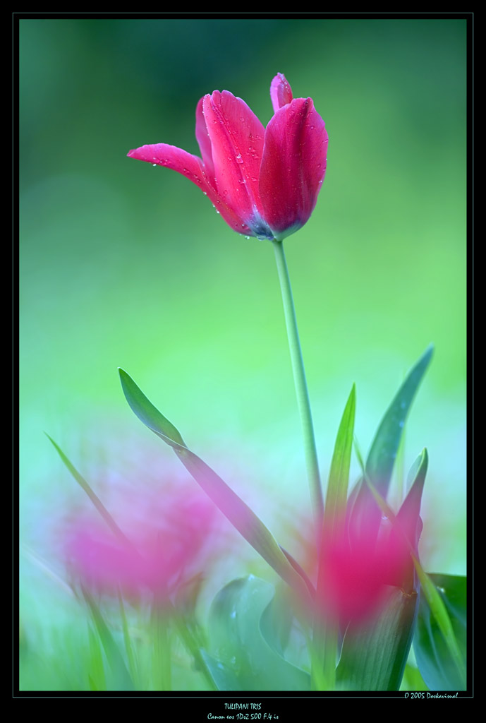 tulipani sotto la pioggia