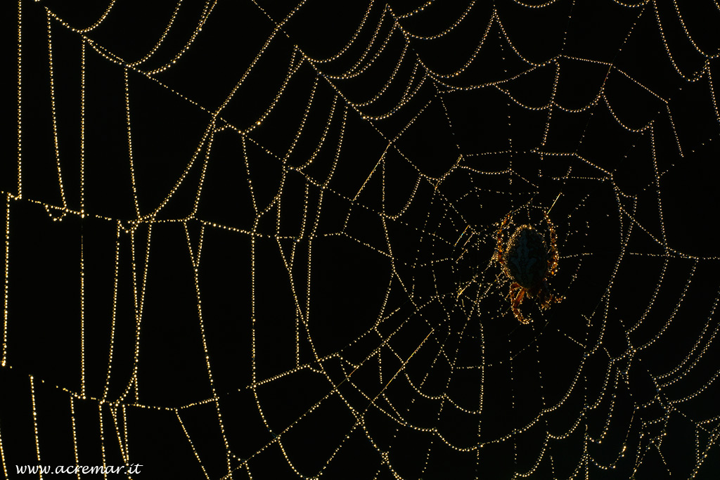 Ragnatela in controluce